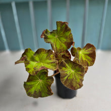 Load image into Gallery viewer, #R18 Begonia Unknown