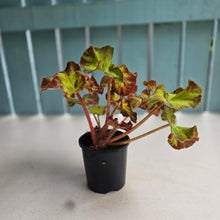 Load image into Gallery viewer, #R18 Begonia Unknown
