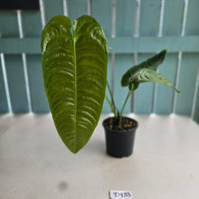 Load image into Gallery viewer, #D933 Large Anthurium Veitchii