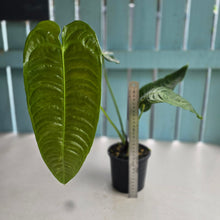 Load image into Gallery viewer, #D933 Large Anthurium Veitchii