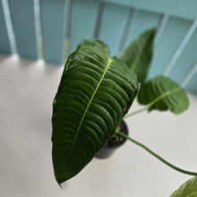 Load image into Gallery viewer, #D933 Large Anthurium Veitchii