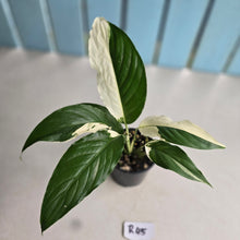 Load image into Gallery viewer, #R45 Spathiphyllum Picasso