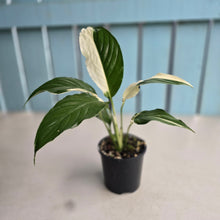 Load image into Gallery viewer, #R45 Spathiphyllum Picasso