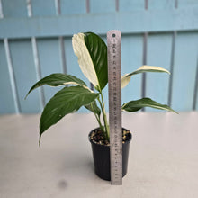 Load image into Gallery viewer, #R45 Spathiphyllum Picasso