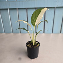 Load image into Gallery viewer, #R45 Spathiphyllum Picasso