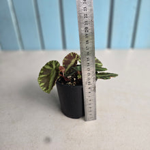 Load image into Gallery viewer, #D94 Begonia Cleopatrae