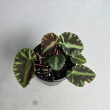 Load image into Gallery viewer, #D94 Begonia Cleopatrae