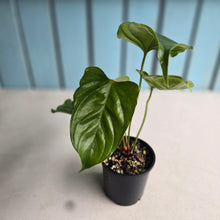 Load image into Gallery viewer, #D888 Anthurium Recavum