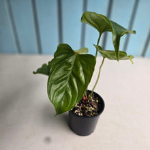 Load image into Gallery viewer, #D888 Anthurium Recavum