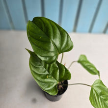 Load image into Gallery viewer, #D888 Anthurium Recavum