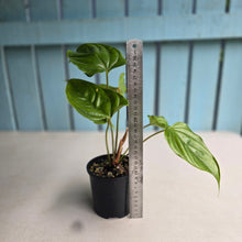 Load image into Gallery viewer, #D888 Anthurium Recavum