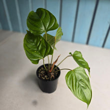 Load image into Gallery viewer, #D888 Anthurium Recavum