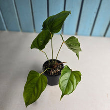 Load image into Gallery viewer, #D888 Anthurium Recavum