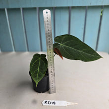 Load image into Gallery viewer, #RD18 Anthurium NOID