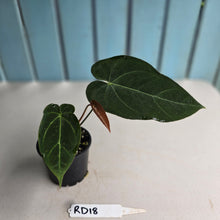 Load image into Gallery viewer, #RD18 Anthurium NOID