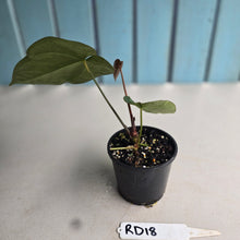 Load image into Gallery viewer, #RD18 Anthurium NOID