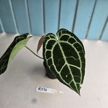 Load image into Gallery viewer, #R221 Thick Veined Anthurium Crystallinum x