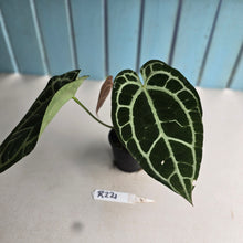 Load image into Gallery viewer, #R221 Thick Veined Anthurium Crystallinum x