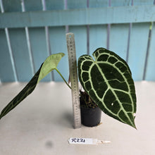 Load image into Gallery viewer, #R221 Thick Veined Anthurium Crystallinum x