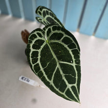 Load image into Gallery viewer, #R221 Thick Veined Anthurium Crystallinum x