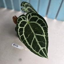 Load image into Gallery viewer, #R221 Thick Veined Anthurium Crystallinum x