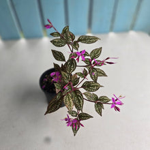 Load image into Gallery viewer, #RD46 Sonerila Maculata