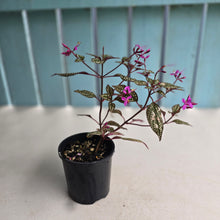 Load image into Gallery viewer, #RD46 Sonerila Maculata