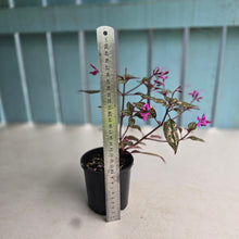 Load image into Gallery viewer, #RD46 Sonerila Maculata