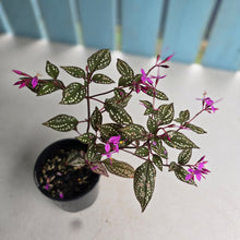 Load image into Gallery viewer, #RD46 Sonerila Maculata