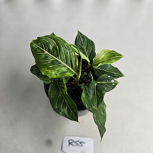 Load image into Gallery viewer, #R55 Four x Aglaonema Rotundum x Tricolor