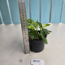 Load image into Gallery viewer, #R55 Four x Aglaonema Rotundum x Tricolor