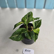 Load image into Gallery viewer, #R55 Four x Aglaonema Rotundum x Tricolor