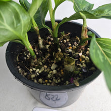 Load image into Gallery viewer, #R55 Four x Aglaonema Rotundum x Tricolor