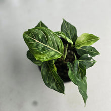Load image into Gallery viewer, #R55 Four x Aglaonema Rotundum x Tricolor