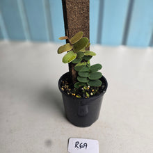 Load image into Gallery viewer, #R69 Marcgravia Sintenisii