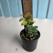 Load image into Gallery viewer, #R69 Marcgravia Sintenisii