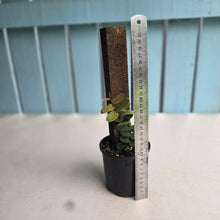 Load image into Gallery viewer, #R69 Marcgravia Sintenisii