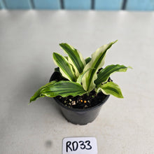 Load image into Gallery viewer, #RD33 Kaempferia Gilbertii Tricolor Variegated