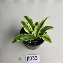 Load image into Gallery viewer, #RD33 Kaempferia Gilbertii Tricolor Variegated