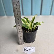 Load image into Gallery viewer, #RD33 Kaempferia Gilbertii Tricolor Variegated