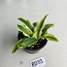 Load image into Gallery viewer, #RD33 Kaempferia Gilbertii Tricolor Variegated
