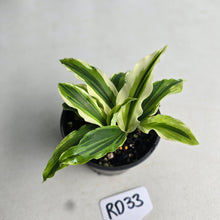 Load image into Gallery viewer, #RD33 Kaempferia Gilbertii Tricolor Variegated