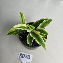 Load image into Gallery viewer, #RD33 Kaempferia Gilbertii Tricolor Variegated