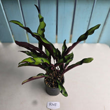 Load image into Gallery viewer, #R45 Calathea Lancifolia 'Insignis'