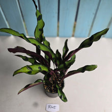 Load image into Gallery viewer, #R45 Calathea Lancifolia 'Insignis'