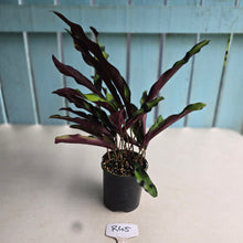 Load image into Gallery viewer, #R45 Calathea Lancifolia 'Insignis'
