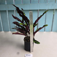 Load image into Gallery viewer, #R45 Calathea Lancifolia 'Insignis'