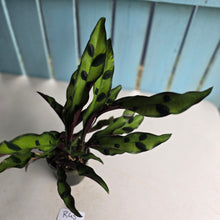 Load image into Gallery viewer, #R45 Calathea Lancifolia 'Insignis'