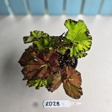 Load image into Gallery viewer, #RD28 Begonia Unknown