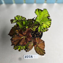 Load image into Gallery viewer, #RD28 Begonia Unknown